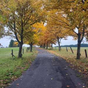 czech_autumn czech_autumn
