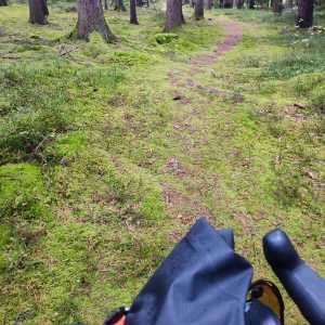 fichtel_mossy_forest fichtel_mossy_forest