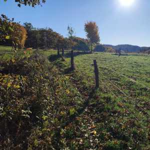 hermanky_nature_2 hermanky_nature_2