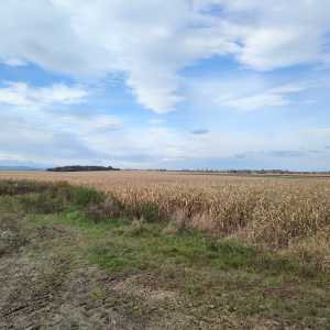 poland_fields_3 poland_fields_3