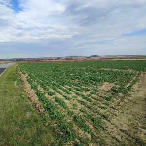 poland_fields poland_fields